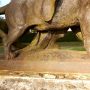 La Ménade – Parc – Tervueren - Image1