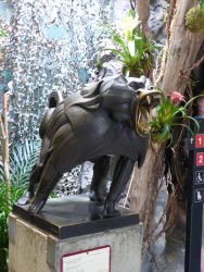 Babouin sacré – Jardin zoologique – Antwerpen (Anvers)