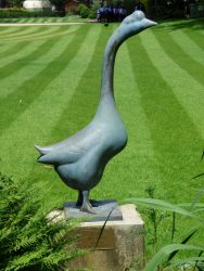 Oie – Jardin zoologique – Antwerpen (Anvers)