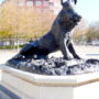 Sanglier de Florence - Fontaine - Koekelberg - Image3